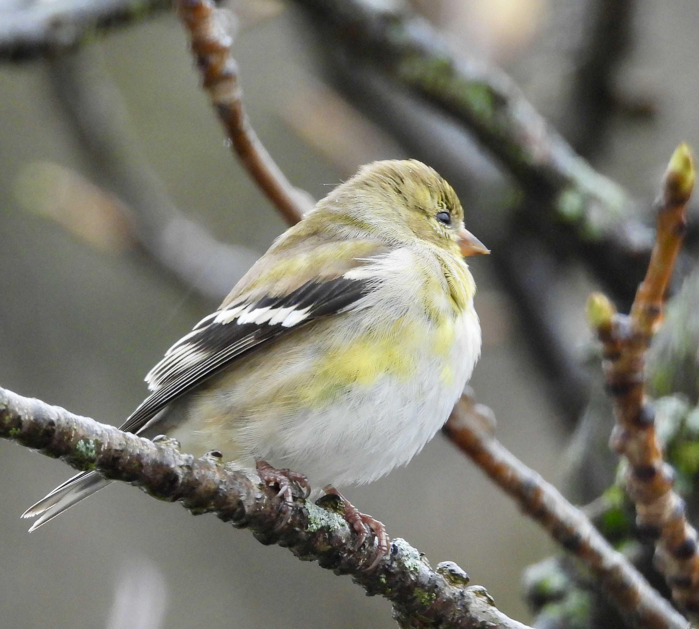 American Goldfinch